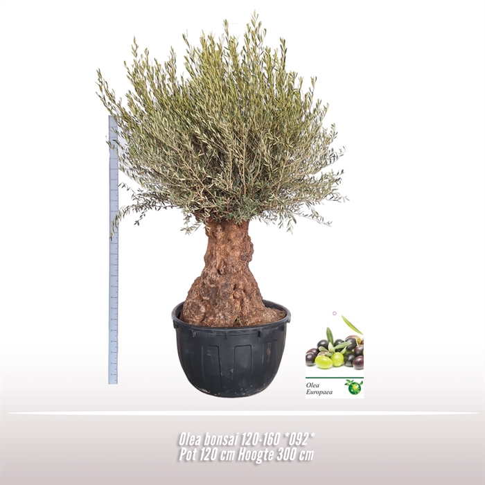 <h4>Olea bonsai 120-160 *092*</h4>