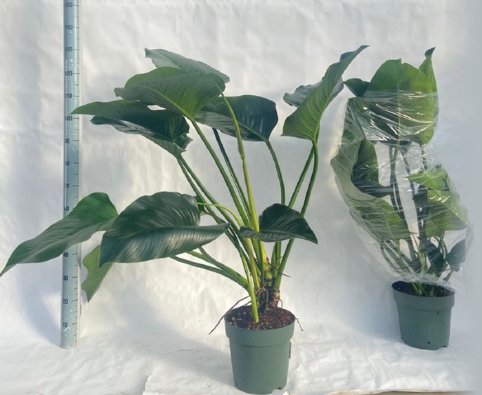 <h4>Philodendron Green Beauty</h4>