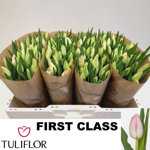 <h4>Tulipa si first class</h4>