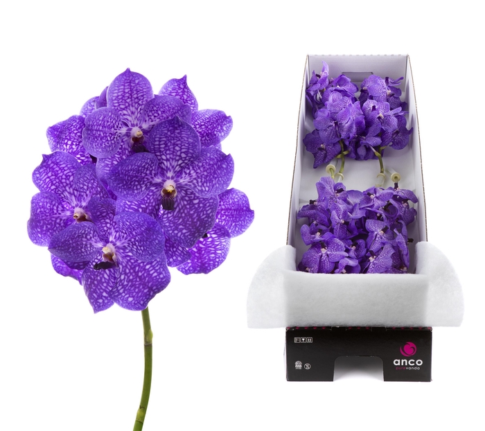 <h4>Vanda violet blue per stem</h4>