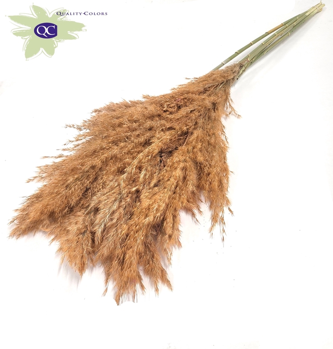 <h4>Pampas grass 100cm 5stems per bunch frosted salmon</h4>