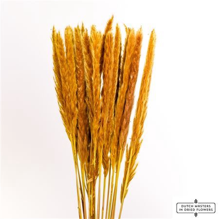 <h4>Dried Fluffy Pampas Yellow Bunch</h4>