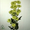 Begonia Semp groenbladig wit 6p