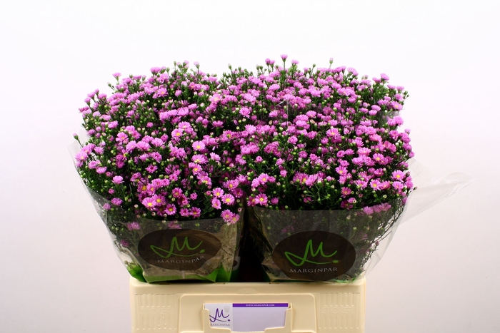 <h4>Aster Teeny Tiny Pink</h4>