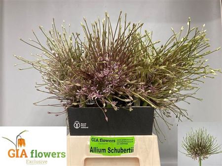 <h4>Allium Schuberti</h4>