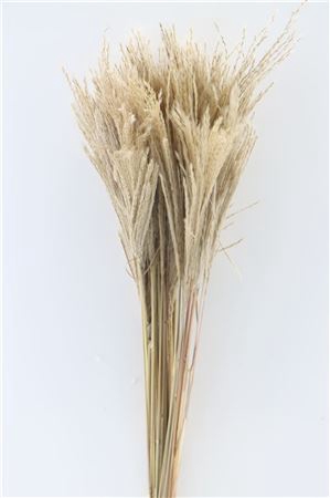 <h4>Dried Stipa Feather Natural P. Stem</h4>