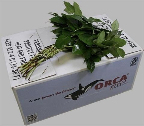 <h4>Leaf salal tips Orca</h4>