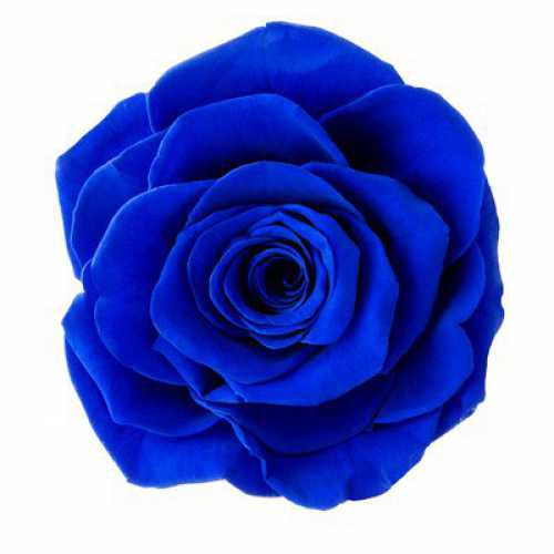 Rose Magna Sapphire Blue