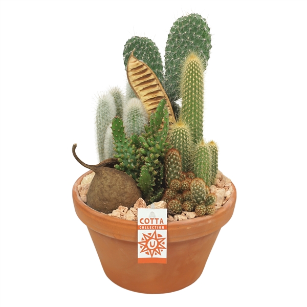 <h4>Cactus arrangement in 27 cm 'Terracotta Schaal'</h4>