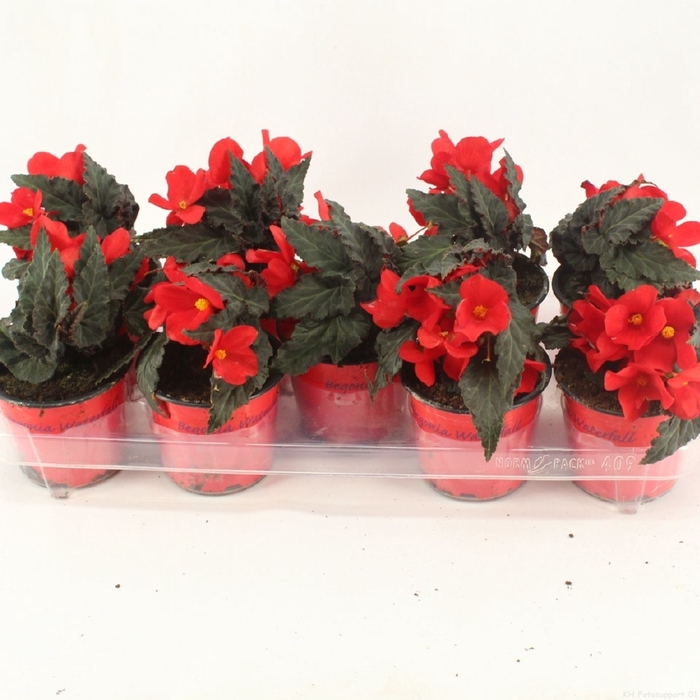 <h4>Begonia Florencio red</h4>