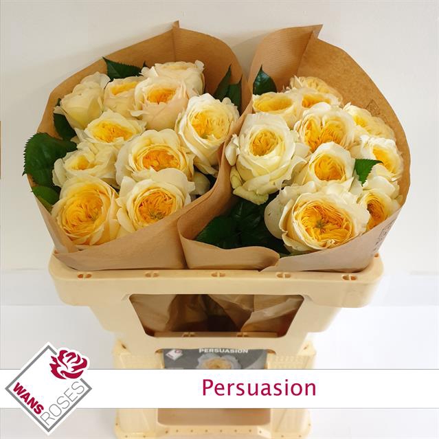 <h4>Rosa la garden persuasion</h4>