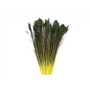 Feather Peacock Yellow P Stem