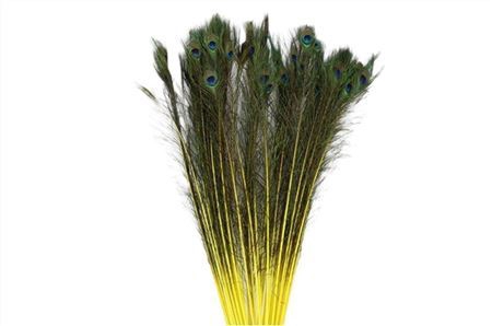 <h4>Feather Peacock Yellow P Stem</h4>