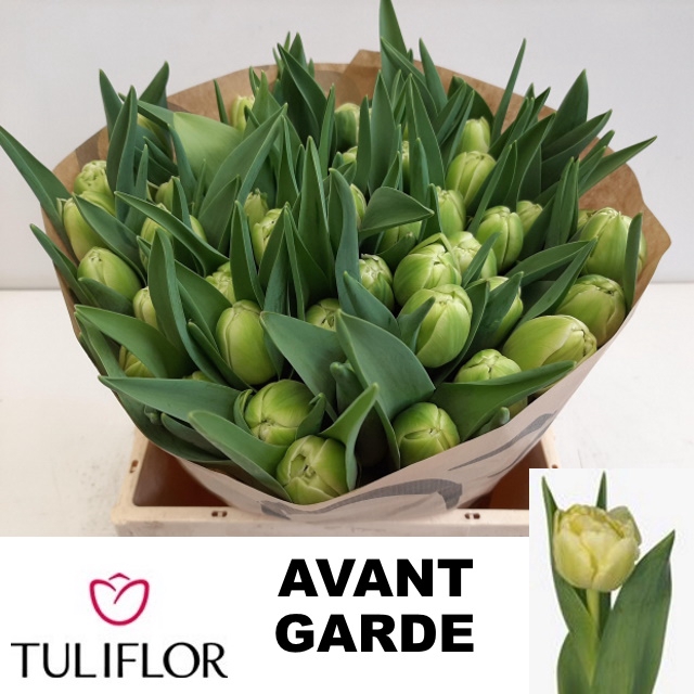 <h4>Tulipa do avant garde</h4>
