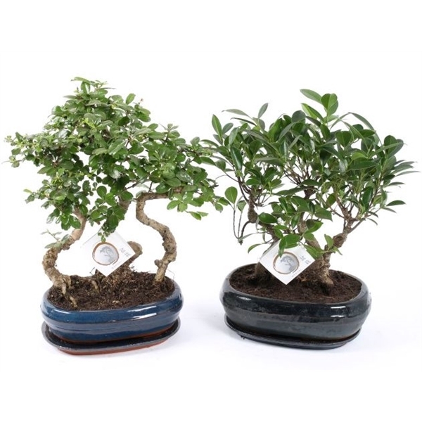 <h4>Bonsai Mixed Forest in ø26cm Ceramic with Saucer</h4>