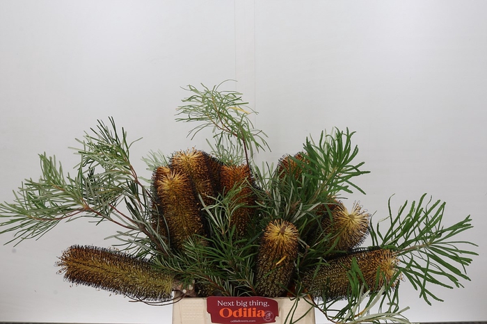 <h4>Banksia Spinulosa</h4>