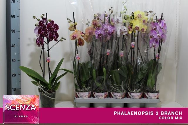 <h4>Phalaenopsis gemengd 9 kleuren</h4>