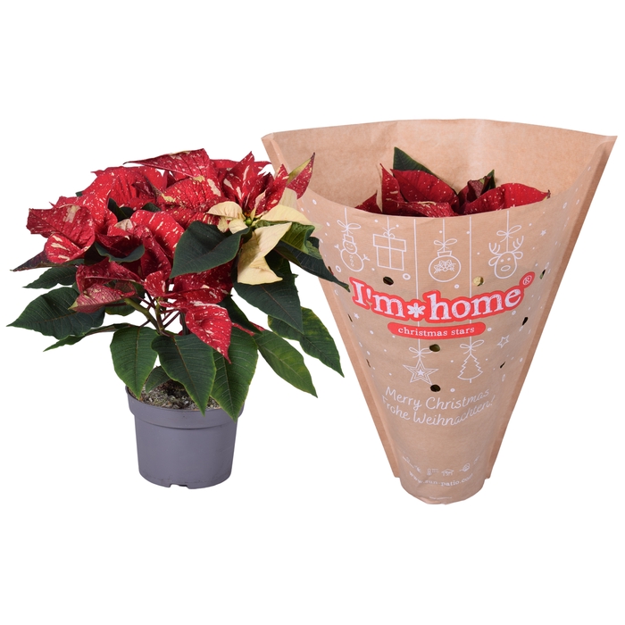 <h4>Euphorbia Glitter rood/wit Papier I'm home hoes</h4>
