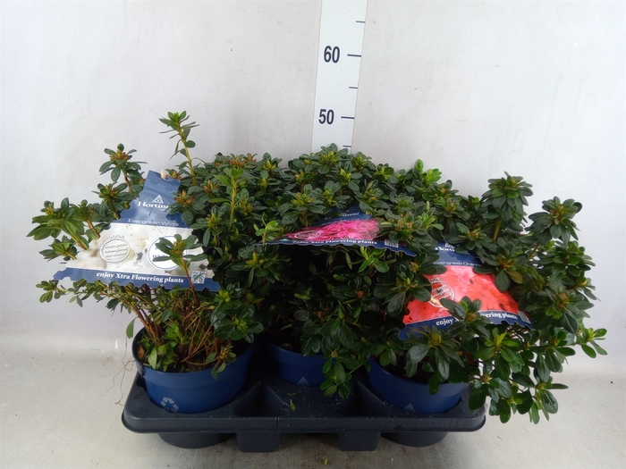 <h4>Rhododendron EA 'Hor Eve'  ..mix</h4>