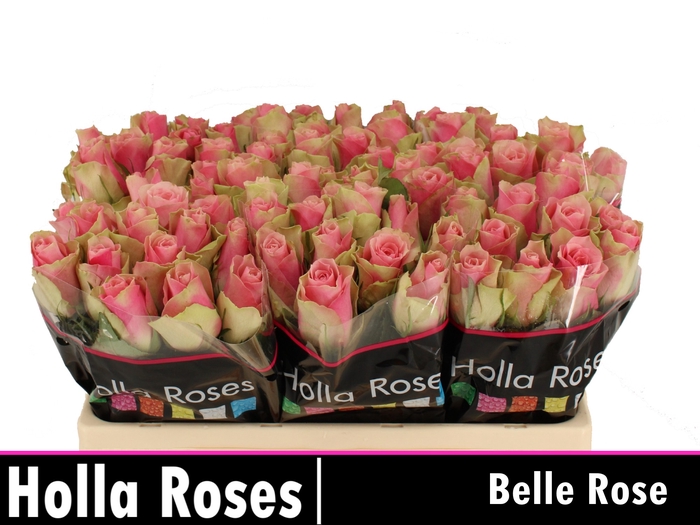 <h4>Rosa la belle rose</h4>