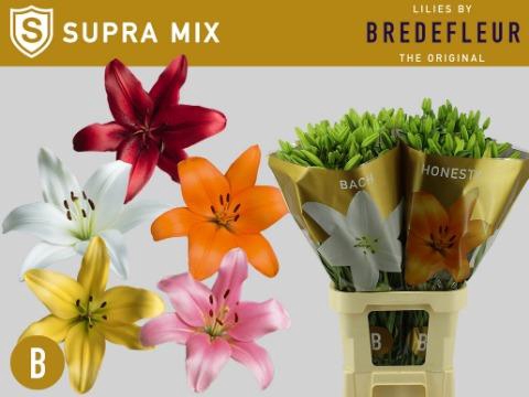 <h4>Lilium la mix Supra Bredefleur</h4>