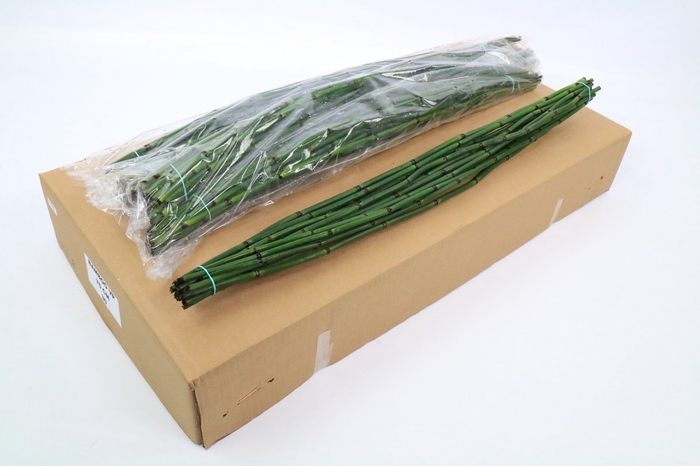 Leaf snakegrass (equisetum rush)