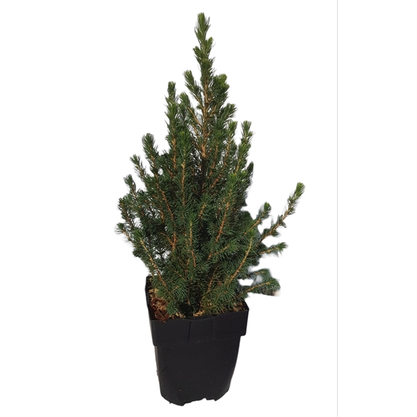 <h4>Picea glauca 'Conica' P17</h4>