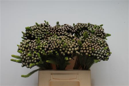 <h4>Kaaps Brunia Albiflora Small</h4>