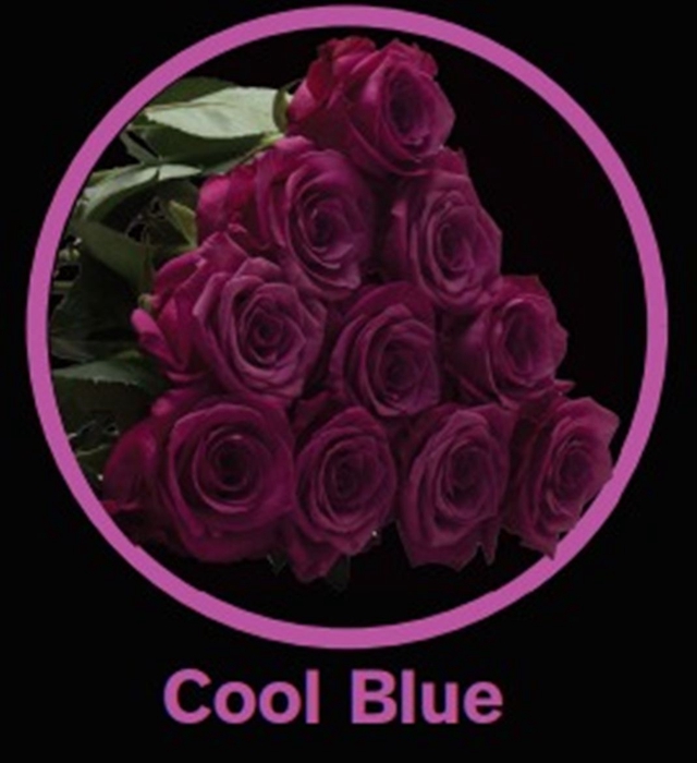 <h4># R Gr Cool Blue **clearout**</h4>
