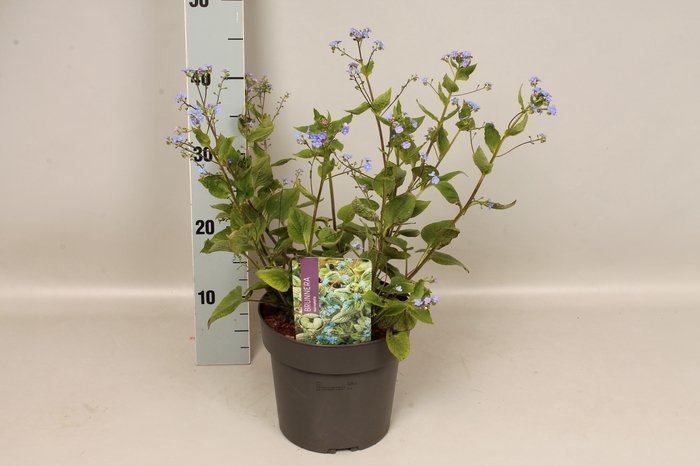 vaste planten 19 cm  Brunnera macrophylla