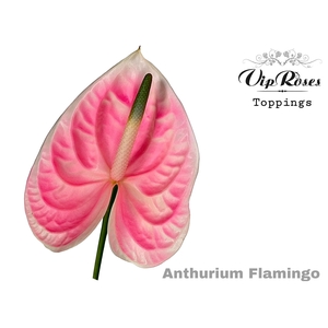 Anthurium paint flamingo