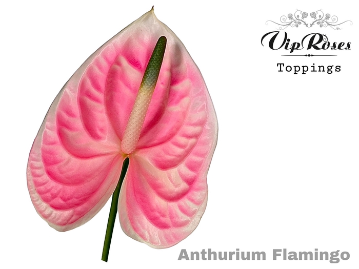 <h4>Anthurium paint flamingo</h4>