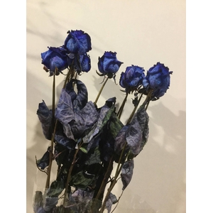 DRIED FLOWERS - ROOS BLAUW 10PCS