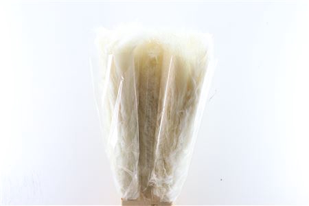 <h4>Dried cortaderia bleached white</h4>