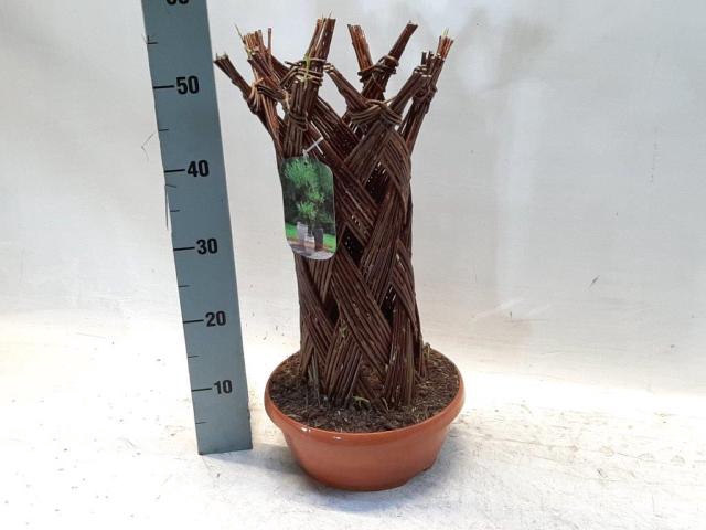 Salix alba 28Ø 65cm