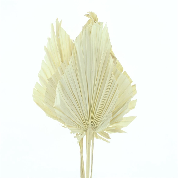 <h4>Dried Palm Spear White Bleached X X L</h4>