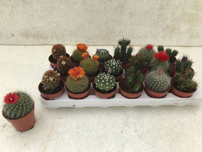 <h4>Cactus gemengd 6 soorten</h4>