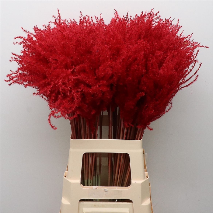 Dried Stipa Feather Red