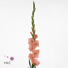 <h4>Gladiolus la sugar babe</h4>