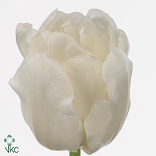 <h4>Tulipa do white heart</h4>