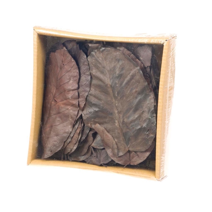 <h4>Salal leaves preserved 50pc SB deep brown</h4>