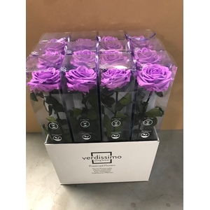Roos op steel XL plexi bright lilac