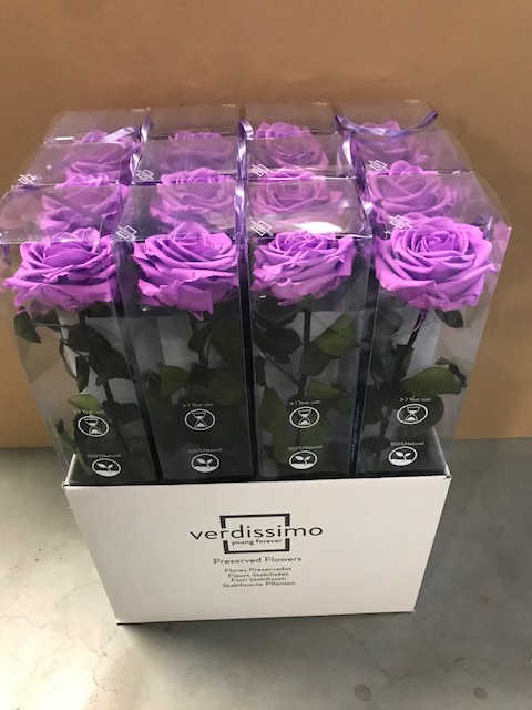 Roos op steel XL plexi bright lilac