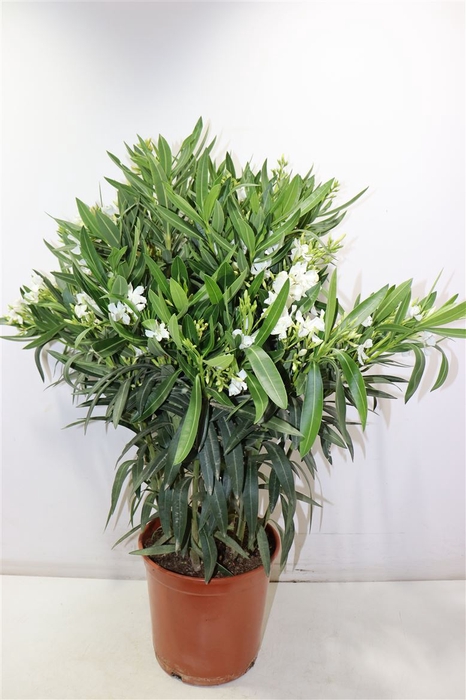 <h4>arr8 Nerium Oleander Ov</h4>