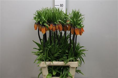 Fritillaria Aurora Orange