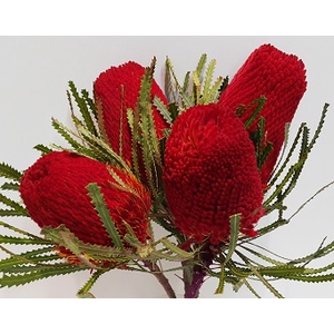 Banksia Tint Red