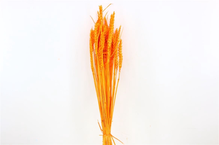 <h4>Dried Triticum Bleached Orange Bunch</h4>