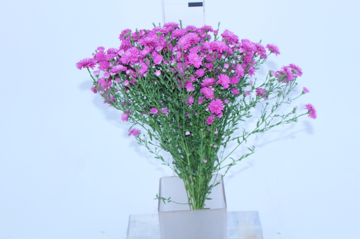 ASTER MARIANA 050 CM PINK