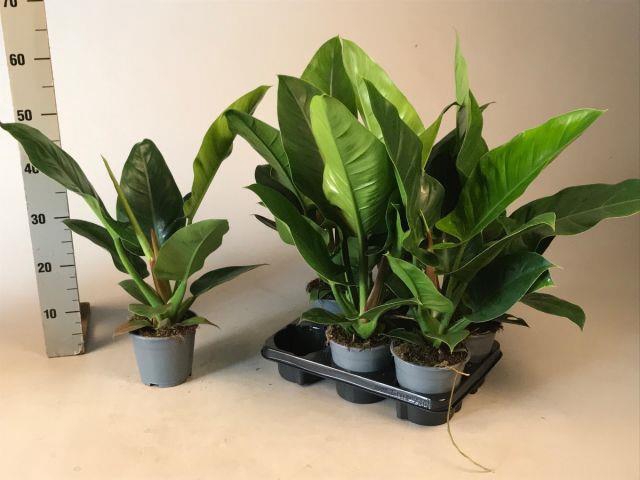 Philodendron Imperial Green 14Ø 55cm