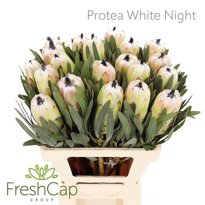 <h4>Protea White Night</h4>